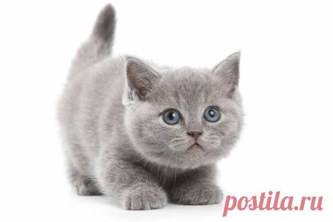 Google+