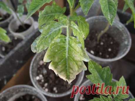 Почему на рассаде томатов сохнут листья