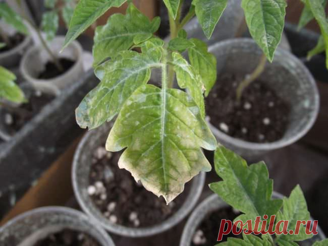 Почему на рассаде томатов сохнут листья