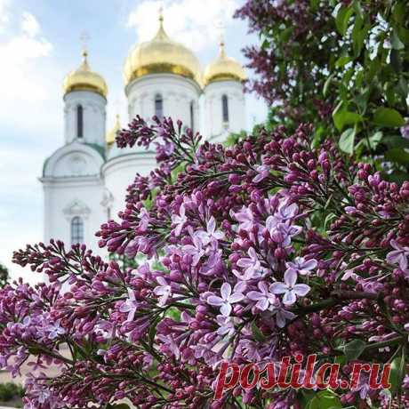 Ещё не до конца распустилась веточка, но какая же прекрасная! 💜 Дух захватывает! 🙏 Желаю, чтобы не набрел на неё варвар, который обломает, чтобы поставить у себя на кухне. Видела сегодня, как тетка ломала сирень. Ветки не поддавались, она дёргала их, тянула на себя, чуть было не лопнула, бедняжка, от натуги. Жутко нелепое и жалкое зрелище... 👎 А в любимом моем Пушкине сейчас ооочень красиво! 😍
⠀
⠀
⠀
⠀
📸  и текст @evgeniasokolinskaya ⠀
⠀⠀
⠀
⠀
⠀
⠀
Наш тег #пригородыпете...
