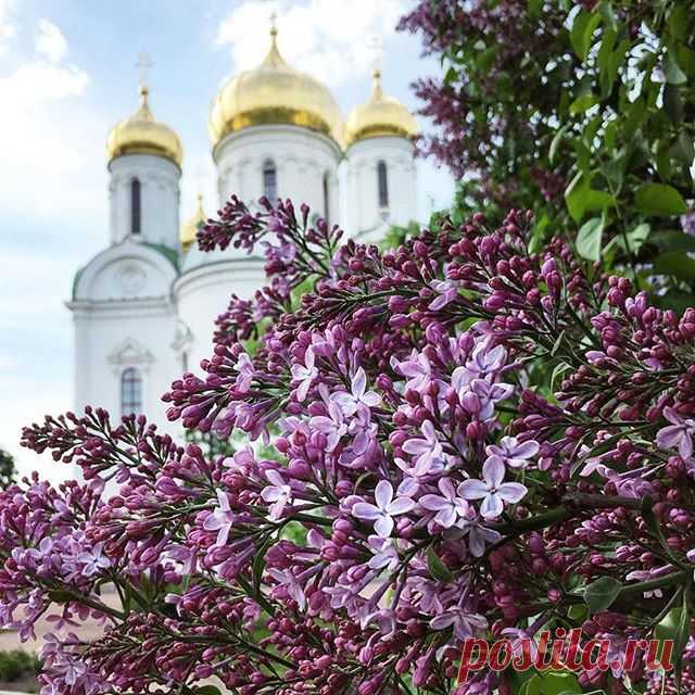 Ещё не до конца распустилась веточка, но какая же прекрасная! 💜 Дух захватывает! 🙏 Желаю, чтобы не набрел на неё варвар, который обломает, чтобы поставить у себя на кухне. Видела сегодня, как тетка ломала сирень. Ветки не поддавались, она дёргала их, тянула на себя, чуть было не лопнула, бедняжка, от натуги. Жутко нелепое и жалкое зрелище... 👎 А в любимом моем Пушкине сейчас ооочень красиво! 😍
⠀
⠀
⠀
⠀
📸  и текст @evgeniasokolinskaya ⠀
⠀⠀
⠀
⠀
⠀
⠀
Наш тег #пригородыпете...
