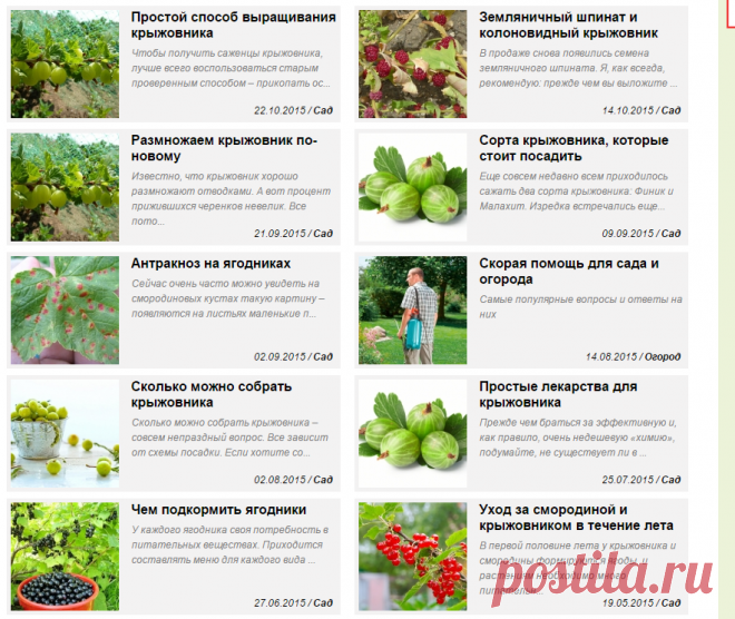 Сад: Крыжовник