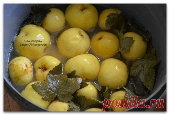 Яблоки мочёные. Простой и вкусный рецепт
Для замачивания возьмем яблоки сорта Антоновка. Серединку не вырезаем. В кастрюлю на дно кладем листья смородины, затем яблоки укладываем хвостиками вверх. Каждый слой перекладываем смородиновыми листьями. Можно вместо смородины переложить мелко нарезанной овсяной соломой. Заливаем яблоки холодным сиропом и кладем сверху гнет.
На каждые 10 л воды - 400 г сахара и 3 ст. ложки соли. Кипятим и охлаждаем. Можно вместо сахара положить 600 г меда, но не плохо