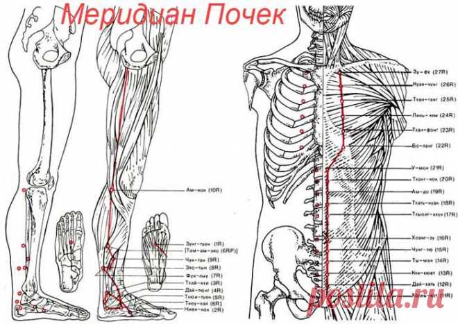 Меридиан (канал) почек и его основные активные точки