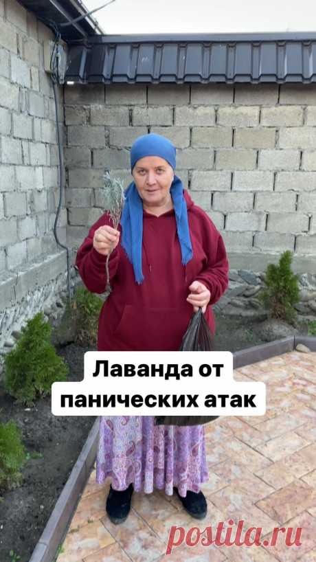 Публикация Alzhanat Gadzhimagomedova в профиле Instagram: "Вдыхание масла лаванды в вечернее время будет расслаблять нервную систему, стимулируя парасимпатический отдел, а в дневное – масло цитруса…"