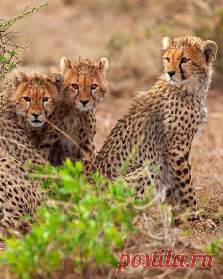 ༺🌸༻ Гепарды
