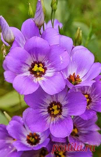 EVERY KIND OF FLOWERS – Сообщество – Google+