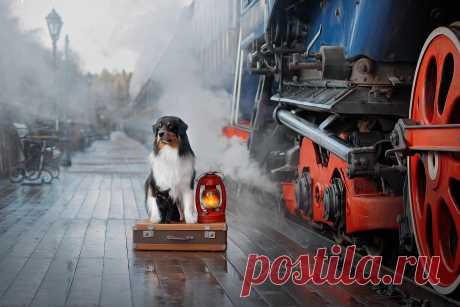 Платформа 9 и 3/4:)))). Фотограф Светлана Писарева