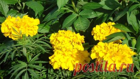 Они стоят, как восковые... Лимонно-жёлтый и оранж... (Василиса)