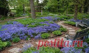 ели с жёлтыми побегами - Поиск в Google