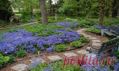 ели с жёлтыми побегами - Поиск в Google