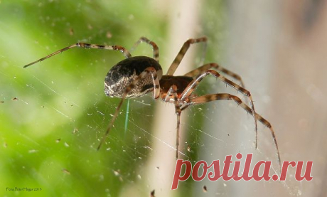 Spider  Free Stock Photo HD - Public Domain Pictures