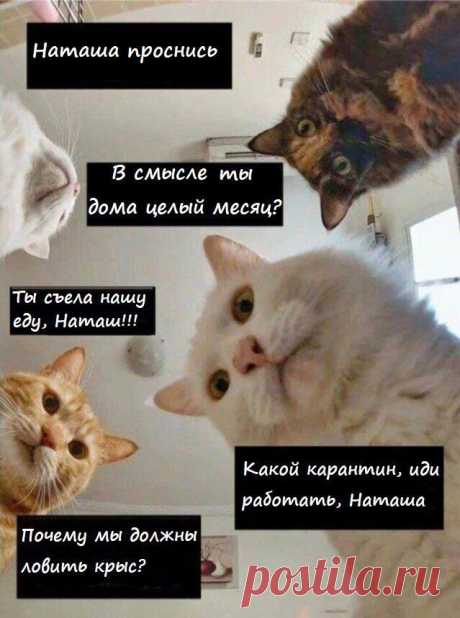 Наташ, ты спишь?: подборка мемов с котиками Наташи, которые