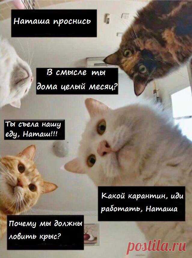 Наташ, ты спишь?: подборка мемов с котиками Наташи, которые