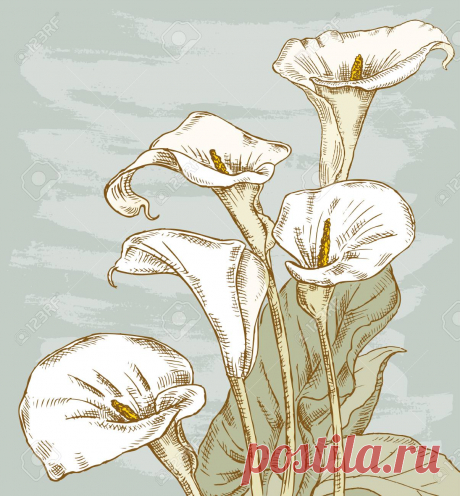 Ilustración Vectorial Del Ramo De Los Lirios Calla Ilustraciones Vectoriales, Clip Art Vectorizado Libre De Derechos. Image 82557357.