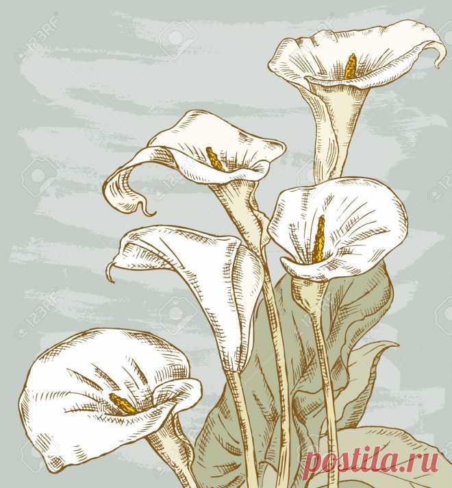 Ilustración Vectorial Del Ramo De Los Lirios Calla Ilustraciones Vectoriales, Clip Art Vectorizado Libre De Derechos. Image 82557357.