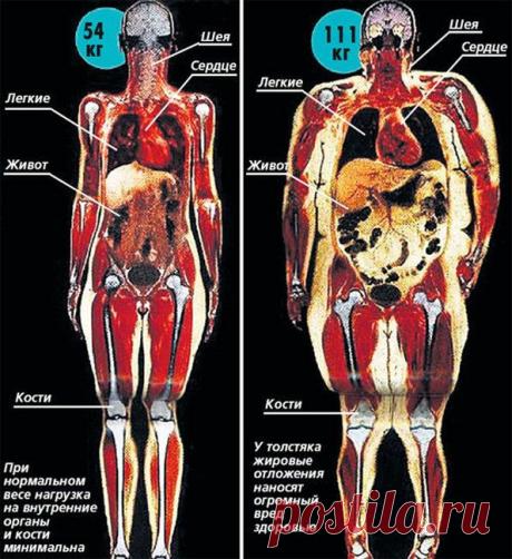 Коротко и ясно. Сравнение анатомии людей с разным весом.