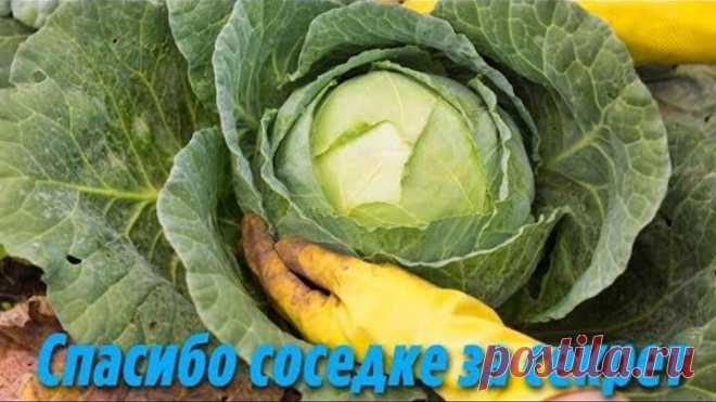 Теперь я всегда с Капустой Подкормите этим Капусту чтобы быть с урожаем каждый год Супер подкормка