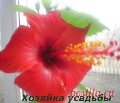 Гибискус, уход в домашних условиях, полив, пересадка.