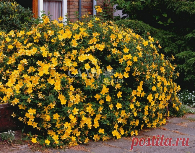 ​Минимум ухода - максимум цветения