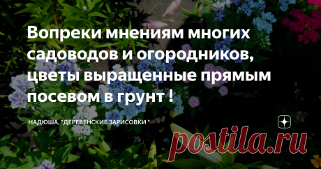 Вопреки мнениям многих садоводов и огородников, цветы выращенные прямым посевом в грунт ! Ну наверное с таким очередным жарким и сухим летом, у нас скоро бананы будут расти !                                                                                                                                           Все цветы в моей статье выращены на улице и такой метод посадки, я практикую не первый раз )                                                                        ...