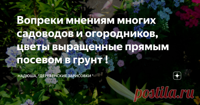 Вопреки мнениям многих садоводов и огородников, цветы выращенные прямым посевом в грунт ! Ну наверное с таким очередным жарким и сухим летом, у нас скоро бананы будут расти !                                                                                                                                           Все цветы в моей статье выращены на улице и такой метод посадки, я практикую не первый раз )                                                                        ...