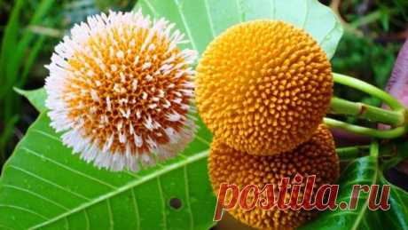 В гоанских горах зацвели «цветы апокалипсиса»