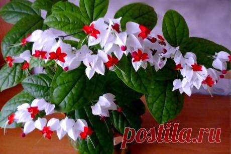 Красивейший комнатный цветок, который цветет почти круглый год