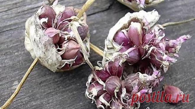 Бульбочки чеснока: когда и где их лучше сажать | уДачный проект | Яндекс Дзен