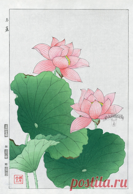 Japanese Woodblock Botanicals Shodo Kawarazaki 1939-1970's. Цветочные иллюстрации.