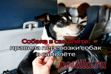 Правила перевозки собак в самолете! | ЖЕНСКИЙ МИР