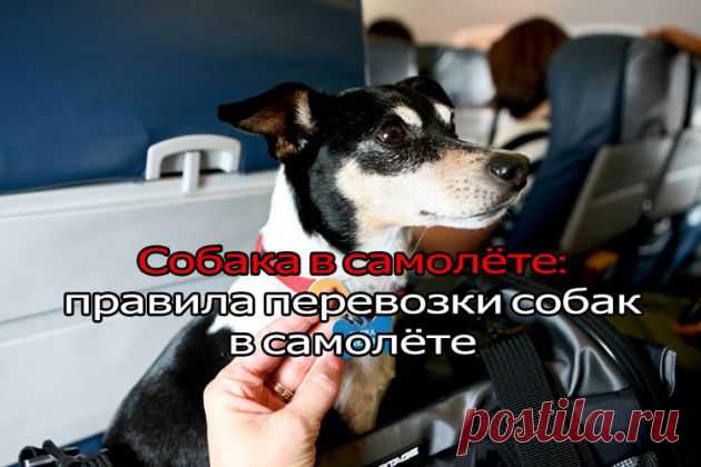 Правила перевозки собак в самолете! | ЖЕНСКИЙ МИР