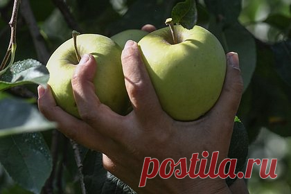 Россиян научили правильно хранить яблоки