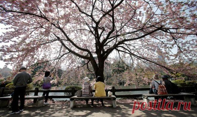 Фотогалерея: В Японии начинается цветение сакуры - Новости Mail.Ru