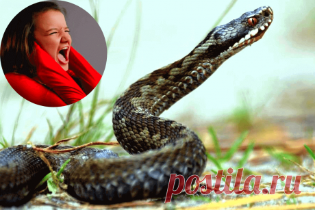 🔥 Исследователи утверждают, что змеи способны слышать человеческий крик, реагируя на него определенным образом
👉 Читать далее по ссылке: https://lindeal.com/research/issledovateli-utverzhdayut-chto-zmei-sposobny-slyshat-chelovecheskij-krik-reagiruya-na-nego-opredelennym-obrazom