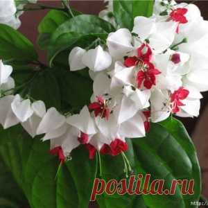 12 супер-эффективных способов удобрить домашние растения