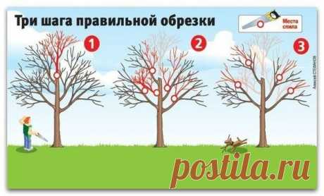 КАК ВЕРНУТЬ ДЕРЕВЬЯМ БЫЛУЮ СИЛУ (ТРИ ШАГА ПРАВИЛЬНОЙ ОБРЕЗКИ)