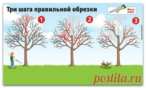 КАК ВЕРНУТЬ ДЕРЕВЬЯМ БЫЛУЮ СИЛУ (ТРИ ШАГА ПРАВИЛЬНОЙ ОБРЕЗКИ)