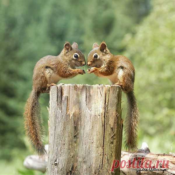 Они похожи, как две капли воды! Природа порой бывает не очень изобретательна
