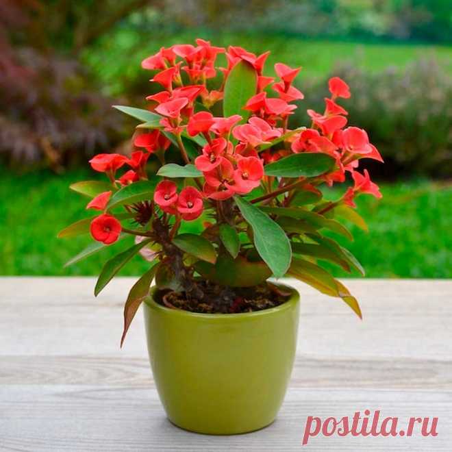 Комнатное растение Молочай (Euphorbia). Обширный род, включающий около 2000 видов растений самых разных форм. Его латинское название дано в честь античного врача Эуфорба, который описал лечебные свойства этих растений. Их более распространенное народное название - молочаи. Самый знаменитый вид - молочай прекраснейший (E.pulcherrima), который называют пуансеттией или "Вифлеемской звездой".