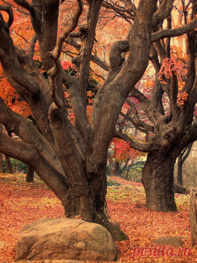Pinterest