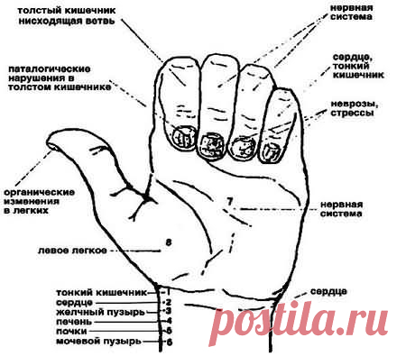 Диагностика по ногтям | Центр тибетской медицины КУНПЕН ДЕЛЕК