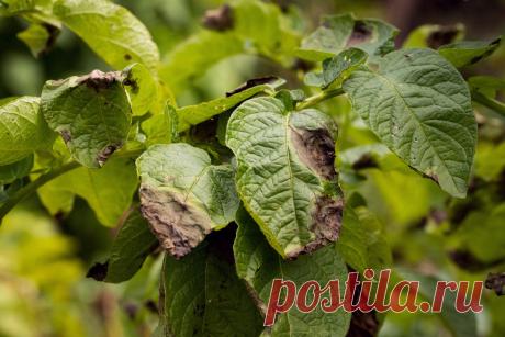 Картофель и фитофтора — как бороться экологичными методами? Фото — Ботаничка.ru