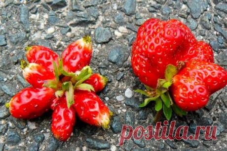 Почему клубника мелкая и корявая: причины, что делать и чем подкормить кусты