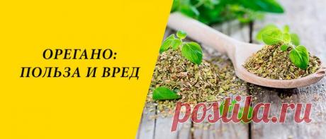 Орегано: польза и вред для здоровья организма человека Орегано: описание и история растения, состав, применение в народной медицине и косметологии, польза и вред для здоровья человека.