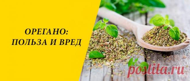 Орегано: польза и вред для здоровья организма человека Орегано: описание и история растения, состав, применение в народной медицине и косметологии, польза и вред для здоровья человека.