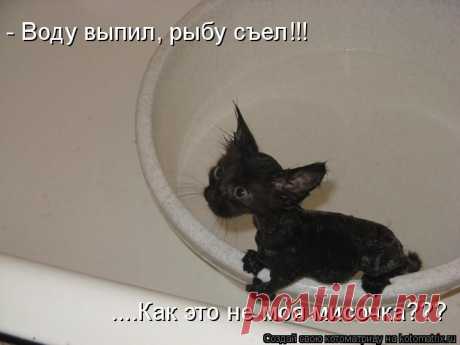 Котоматрица: Лучшие за прошлую неделю