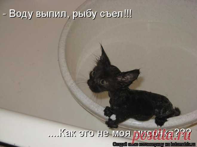 Котоматрица: Лучшие за прошлую неделю