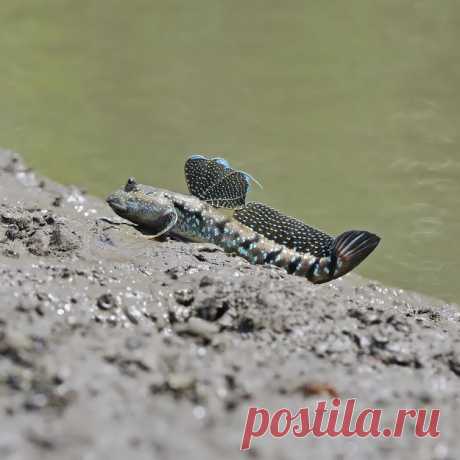 (+1) тема - Необычные живые существа | Среда обитания