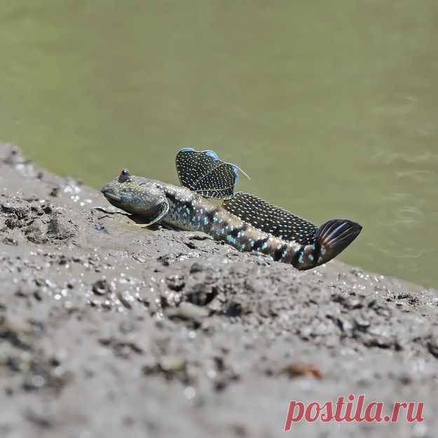 (+1) тема - Необычные живые существа | Среда обитания